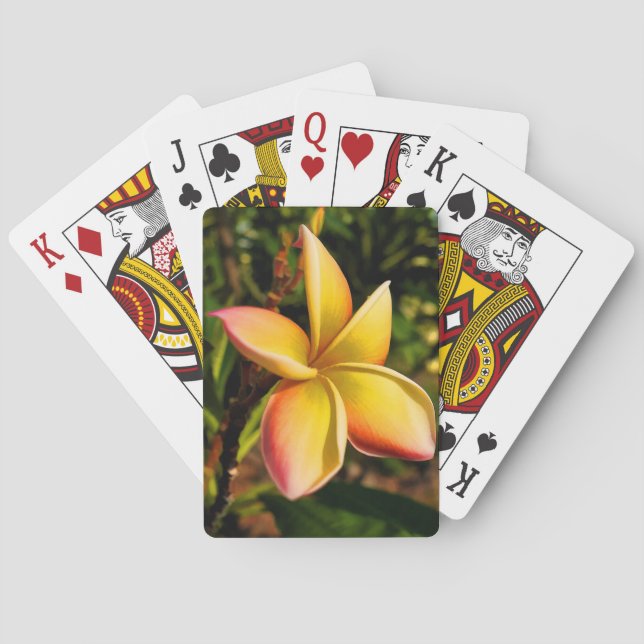 Baralho Enfrentando o Sun (Verso)