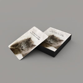 Baralho Engraçado Gatinho Assustado Cara Gato