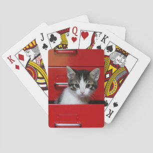 Baralho Espreitar do gatinho