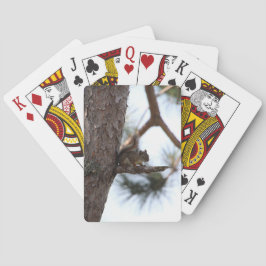 Baralho Esquilo em um Pinheiro Jogando Cartas