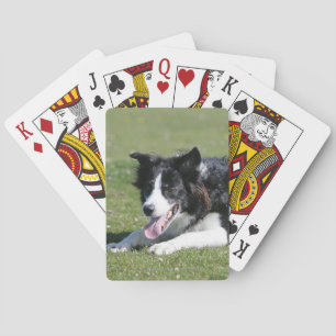 Baralho Estabelecimento de border collie