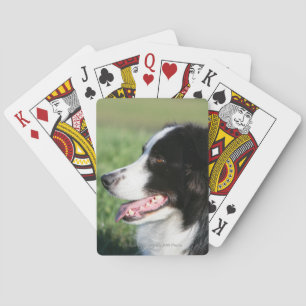 Baralho Estabelecimento do filhote de cachorro de border