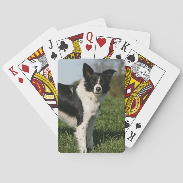 Baralho Estar de border collie (Verso)