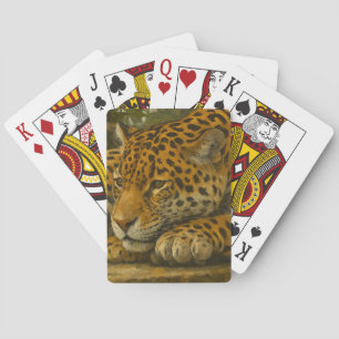 Baralho Estilidade do ouro - Leopardo em repouso na folhag