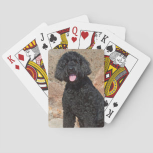 Baralho EUA, Califórnia. Labradoodle Cuidando