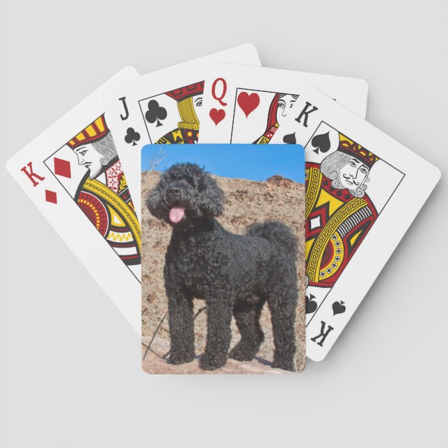 Baralho EUA, Califórnia. Labradoodle em Pé (Verso)