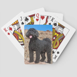 Baralho EUA, Califórnia. Labradoodle em Pé