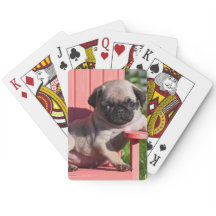 EUA, Califórnia. Pug Filhote Desleixado