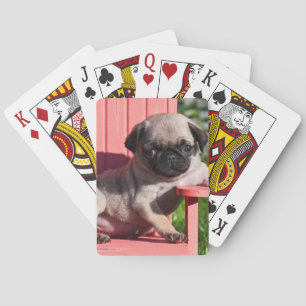 Baralho EUA, Califórnia. Pug Filhote Desleixado