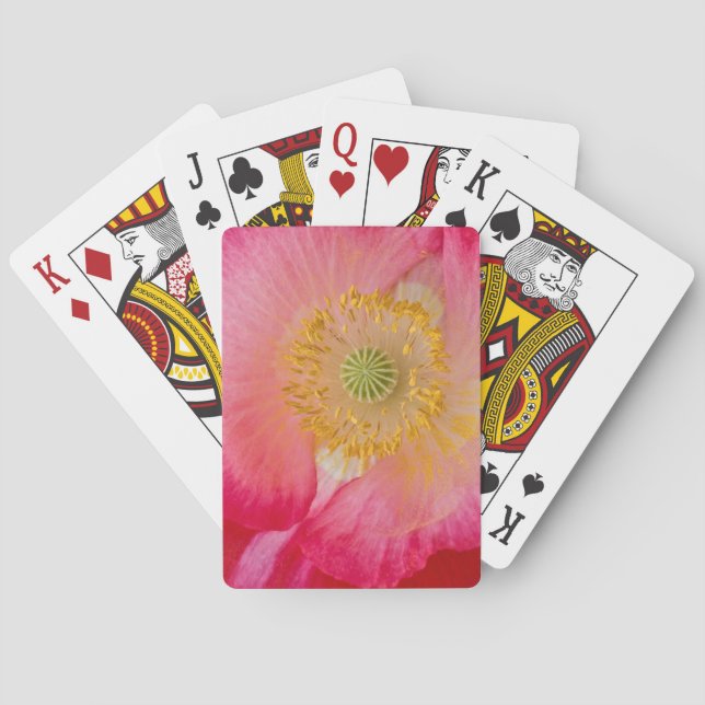 Baralho EUA, Carolina do Norte. Fecho da papoula interior (Verso)