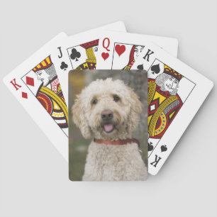 Baralho EUA, Nova Inglaterra, Massachusetts, Reading,