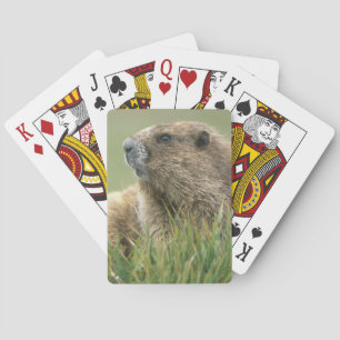 Baralho EUA, Washington, Parque Nacional Olímpico, Marmota