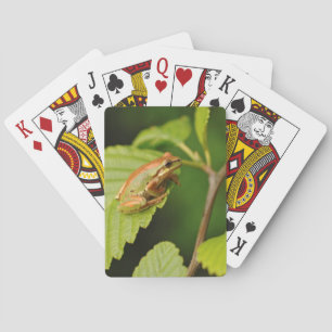 Baralho EUA, Washington, Seattle, Discovery Park