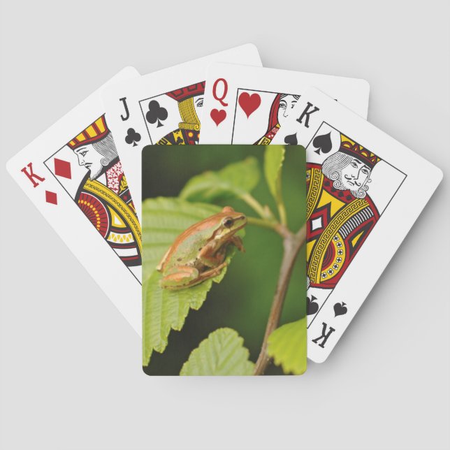 Baralho EUA, Washington, Seattle, Discovery Park (Verso)