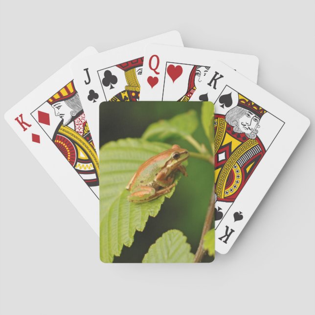 Baralho EUA, Washington, Seattle, Discovery Park (Verso)