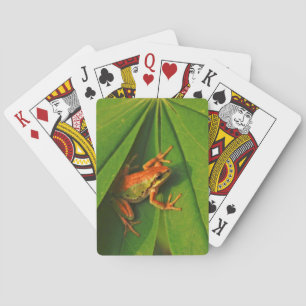 Baralho EUA, Washington, Seattle, Discovery Park 2