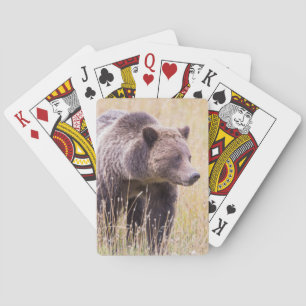 Baralho EUA, Wyoming, Parque Nacional de Yellowstone, Urso