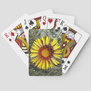 Baralho F1 Flor Amarela Selvagem Gaillardia