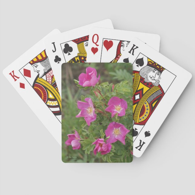 Baralho F46 Rosas Silvestres (Verso)