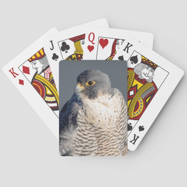 Baralho Falcão Peregrine ao longo do rio Hudson (Verso)