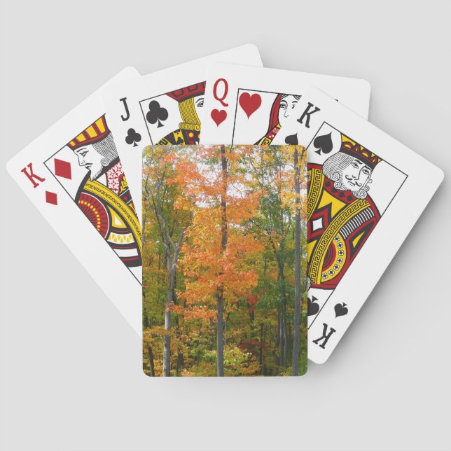 Baralho Fall Maple Trees Autumn Nature Fotografia (Verso)