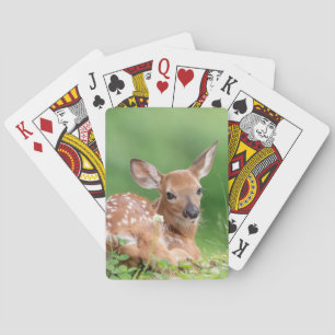 Baralho Fawn Adorável deitada debaixo de uma árvore