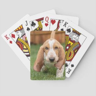 Baralho Filhote de Basset Hound Caminhando