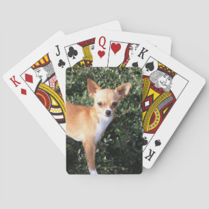 Baralho Filhote de cachorro da chihuahua do Teacup