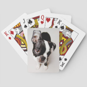 Baralho Filhote de cachorro de Edison Boston Terrier