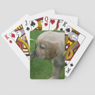 Baralho Filhote de cachorro do golden retriever