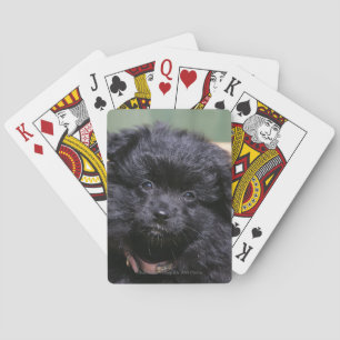 Baralho Filhote de cachorro preto de Pomeranian