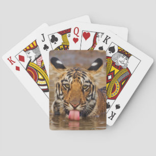 Baralho Filhote de tigre-bengala-real, bebendo água