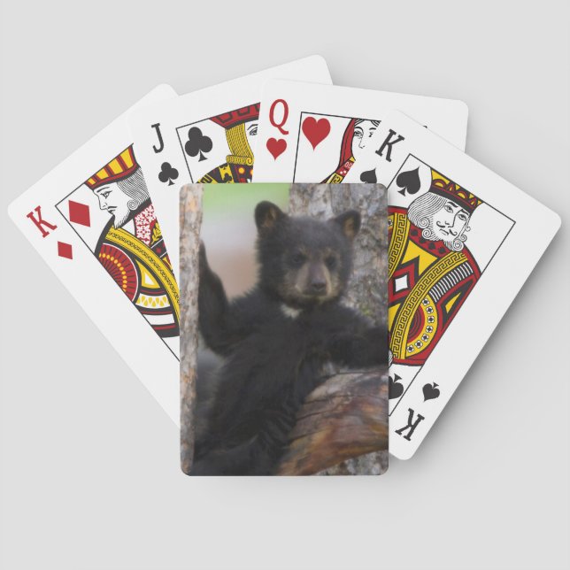 Baralho Filhote de Urso Negro Relaxando (Verso)