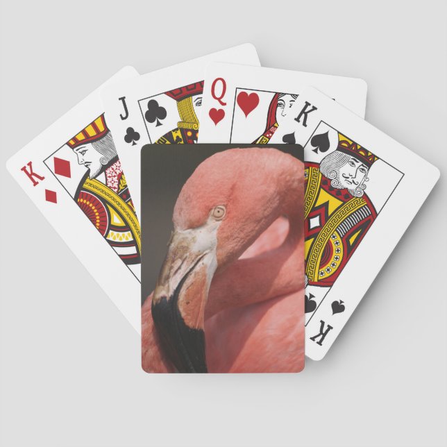 Baralho Flamingo Chileno, Phoenicopterus chilensis (Verso)