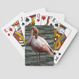 Baralho Flamingo das Ilhas Galápagos