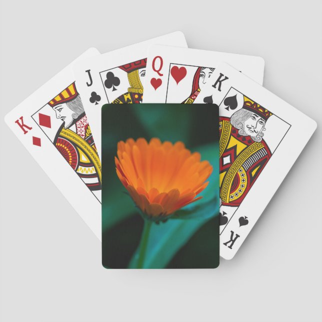 Baralho Flor de margarida laranja (Verso)