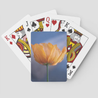 Baralho flor de papoila amarela selvagem em fundo azul.