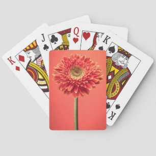 Baralho Flor vermelha da margarida do Gerbera de Barberton