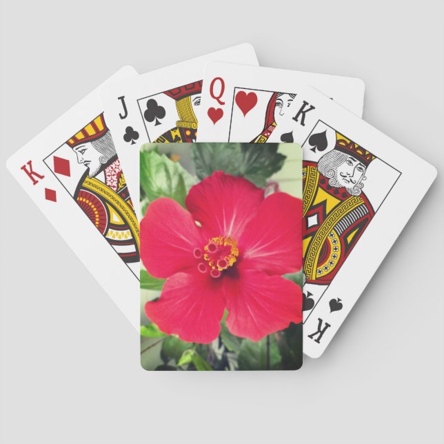 Baralho Flor Vermelha de Hibiscus Rosa-sinensis (Verso)
