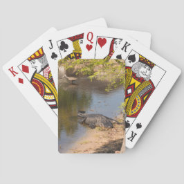 Baralho Flórida Alligator & Limpkin ave no lago