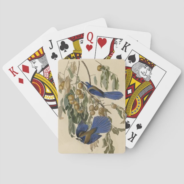 Baralho Florida Jay (Scrub-Jay) Audubon's Birds of America (Verso)