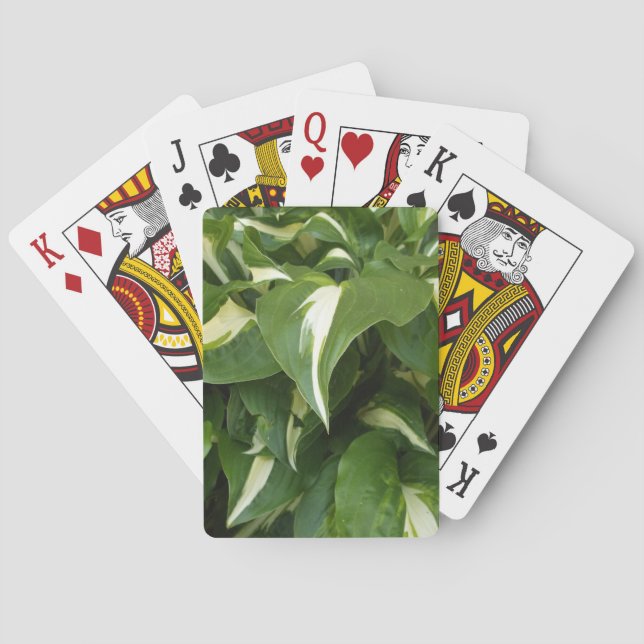 Baralho Folhas de Hosta (Verso)