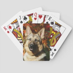 Baralho Folhas de outono do german shepherd