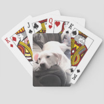 Foto de Cachorro Branco Preguiçoso e Bonito Saindo