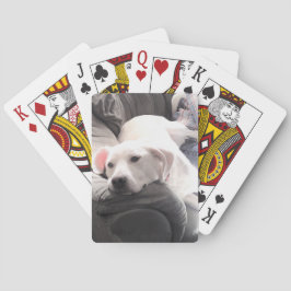 Baralho Foto de Cachorro Branco Preguiçoso e Bonito Saindo