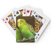 Foto de periquito verde e amarelo