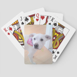 Baralho Foto de um Cachorro Branco Bonito