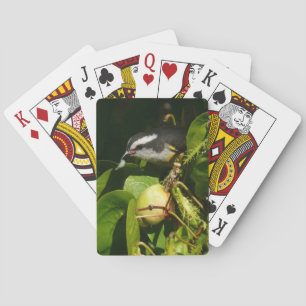Baralho Fotografia tropical de alimentação de aves de Ba
