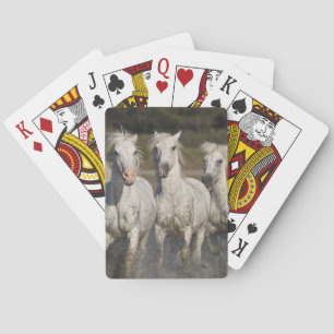 Baralho França, Camargue. Cavalos correm