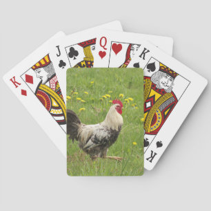 Baralho frango, galo, galo, animal, ave, fazenda, agricult